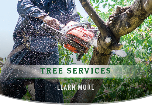 tree-services